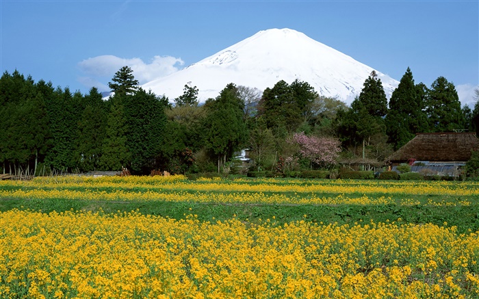 Рапсовое цветы поля, деревья, горы Фудзи, Япония обои,s изображение