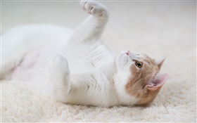 Cat игра игра, лапами, ковровое покрытие HD обои