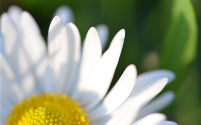 Ромашка белый цветок лепестки макро фотография обои,s изображение