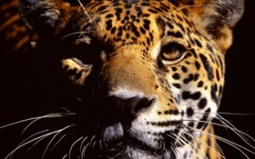Cheetah лицо крупным планом фотографии HD обои