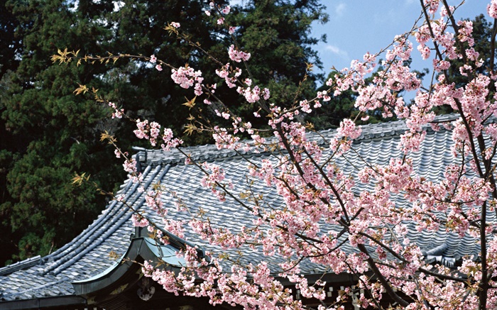 Вишневый цвет, парк, Токио, Япония обои,s изображение