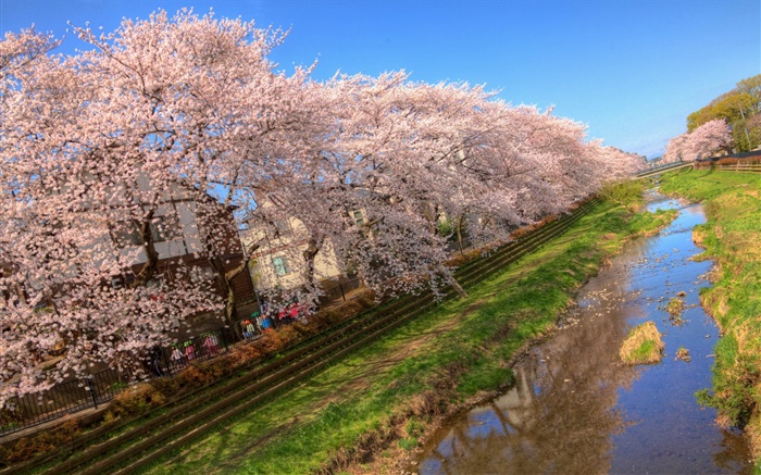 Вишневый цветы, цветение, канал, дом, весна обои,s изображение