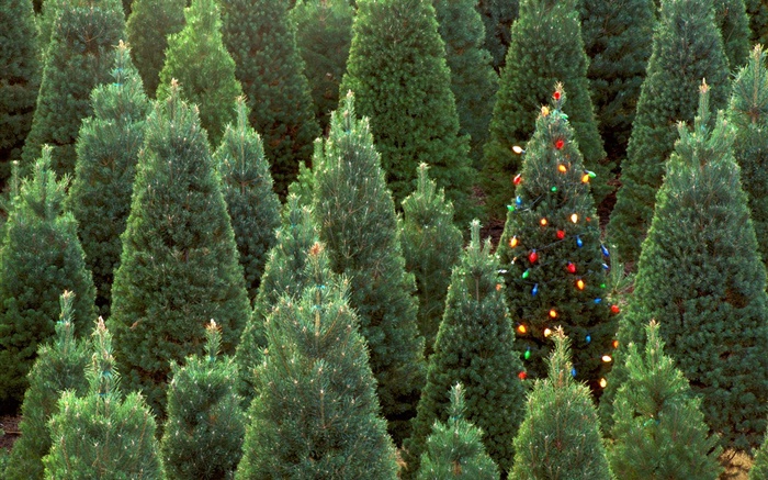 Рождественские елки, огни обои,s изображение