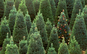 Рождественские елки, огни HD обои