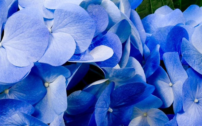 Крупным планом голубой гортензии обои,s изображение
