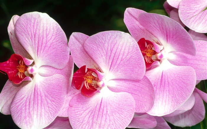 Крупным планом бабочки орхидеи, розовые лепестки обои,s изображение