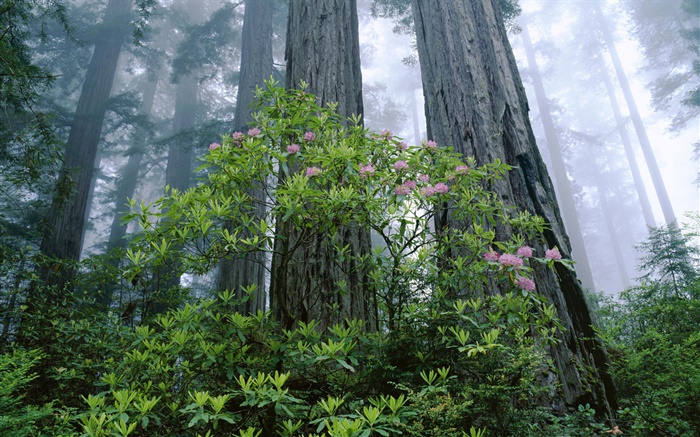 Побережье Redwood, рододендрон, Национальный парк Редвуд, Калифорния, США обои,s изображение