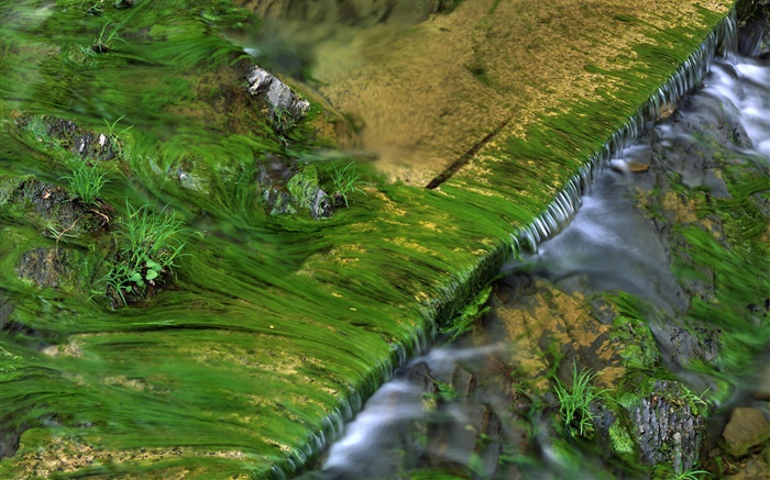 Крик, мох, вода обои,s изображение