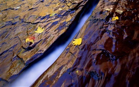 Крик, вода, камни, желтые листья HD обои