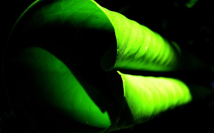 Кудрявые зеленый лист крупным планом обои,s изображение