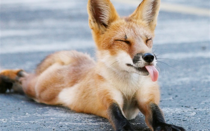 Симпатичные лисы, закрыв глаза, язык, лапами обои,s изображение