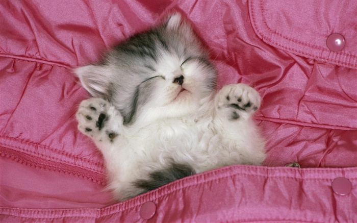 Милый котенок спать в постели обои,s изображение