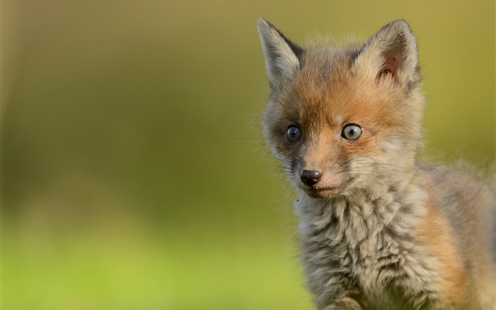 Симпатичные маленькие лисицы, боке обои,s изображение