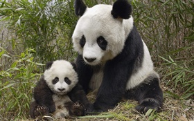 Симпатичные панды, мать и детеныш HD обои
