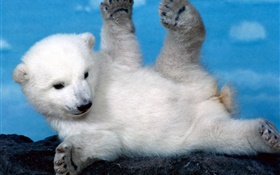 Милый белый полярный медвежонок