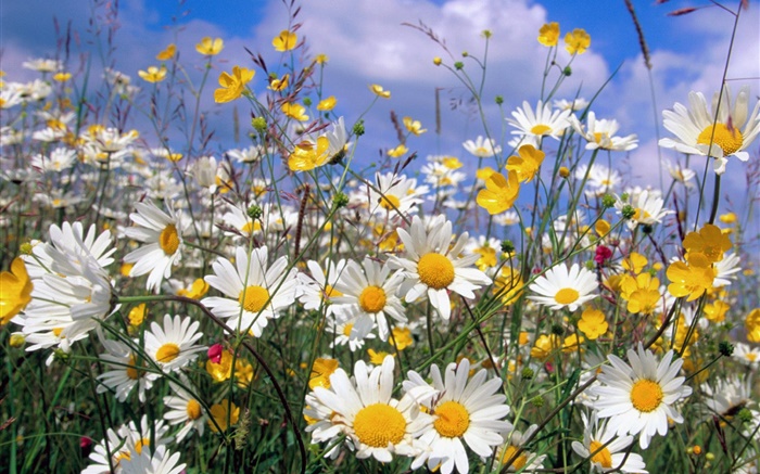 Дейзи цветы, белые лепестки, голубое небо обои,s изображение