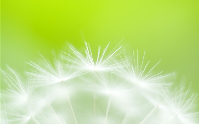 Одуванчик цветы крупным планом, зеленый фон обои,s изображение