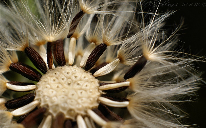 Одуванчик цветы щупальца крупным планом обои,s изображение
