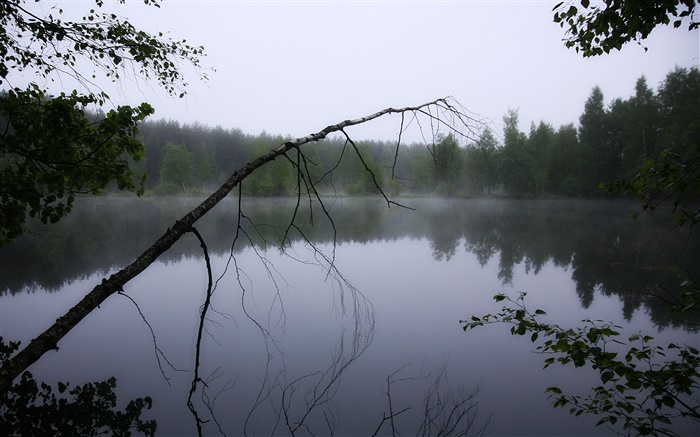 Рассвет, пруд, лес, деревья, туман обои,s изображение