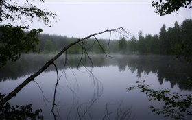 Рассвет, пруд, лес, деревья, туман HD обои