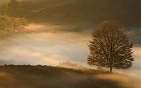 Рассвет, дерево, трава, туман HD обои