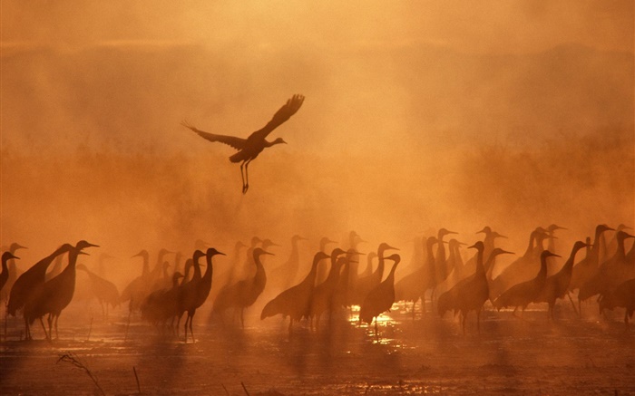 Dusk, птицы, закат обои,s изображение