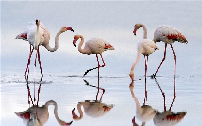 Пять фламинго, озеро, отражение обои,s изображение