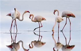 Пять фламинго, озеро, отражение