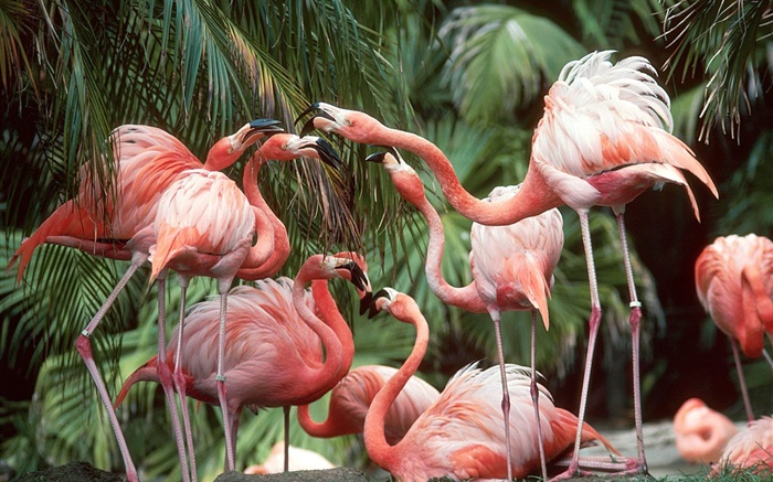 Фламинго крупным планом, птицы обои,s изображение
