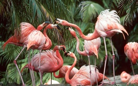 Фламинго крупным планом, птицы HD обои