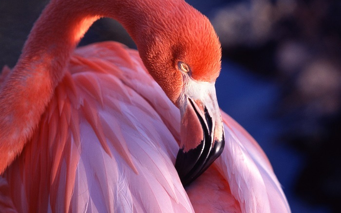 Фламинго головы и перья крупным планом обои,s изображение