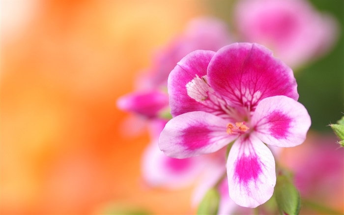 Цветок макро фотография, розовые белые лепестки, боке обои,s изображение