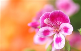 Цветок макро фотография, розовые белые лепестки, боке HD обои