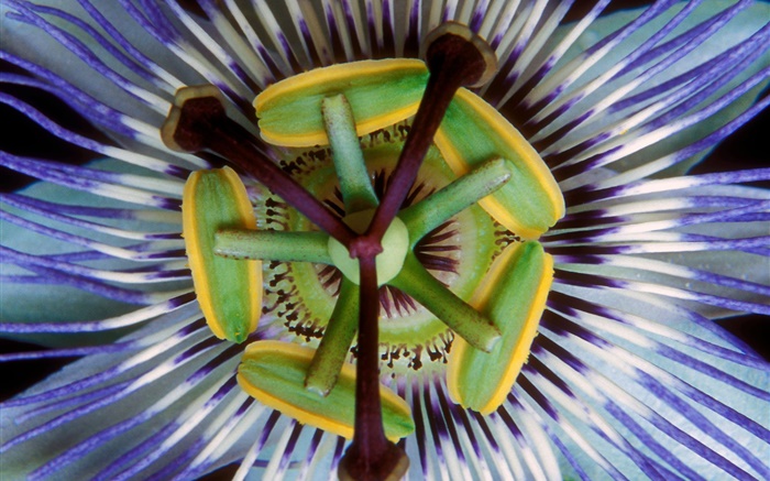 Цветок пестик макрофотографии обои,s изображение
