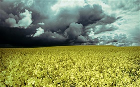 Цветы полевые, закат, облака HD обои