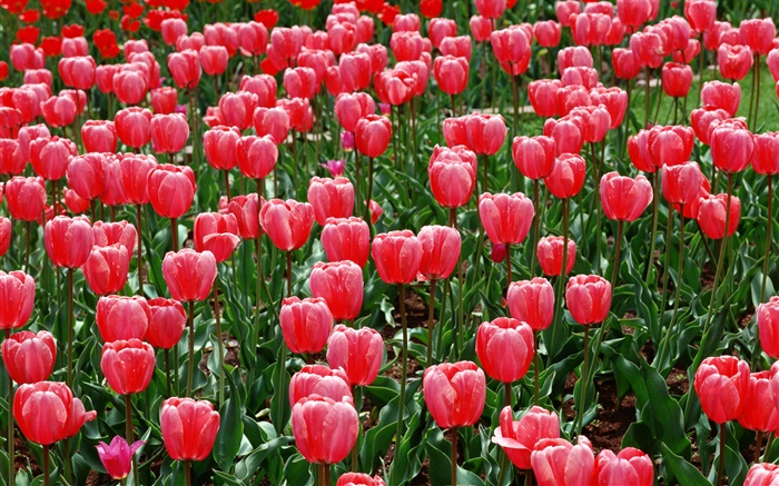 Полевые цветы, красные тюльпаны обои,s изображение