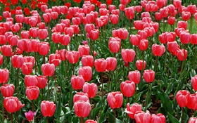 Полевые цветы, красные тюльпаны HD обои