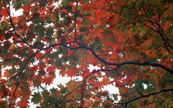Лес, осень, дерево, листья клена обои,s изображение