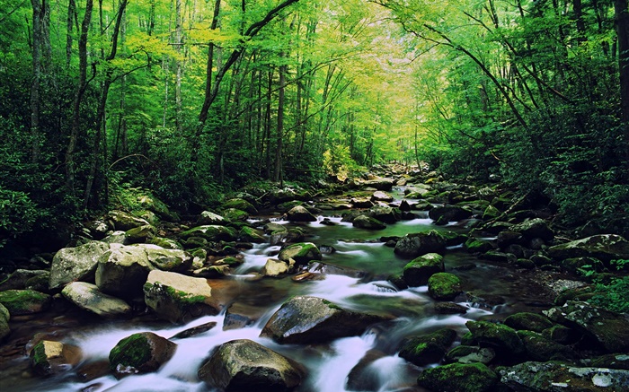 Лес, ручей, камни, деревья обои,s изображение
