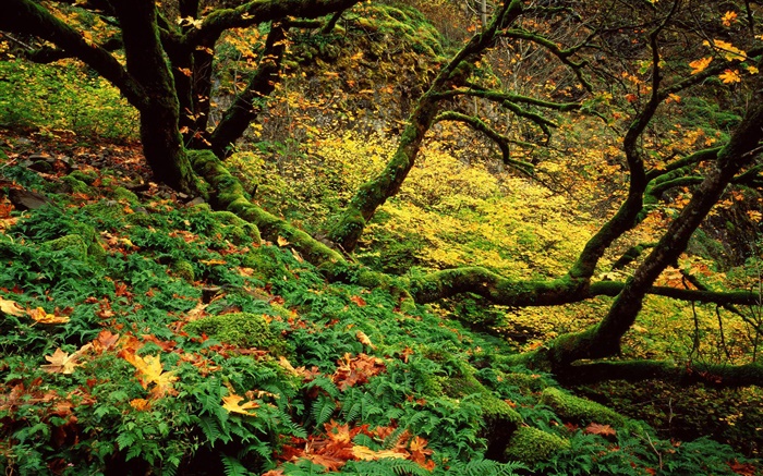 Лес, трава, деревья, мох обои,s изображение