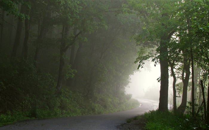 Лес, дорога, деревья, туман, утро обои,s изображение