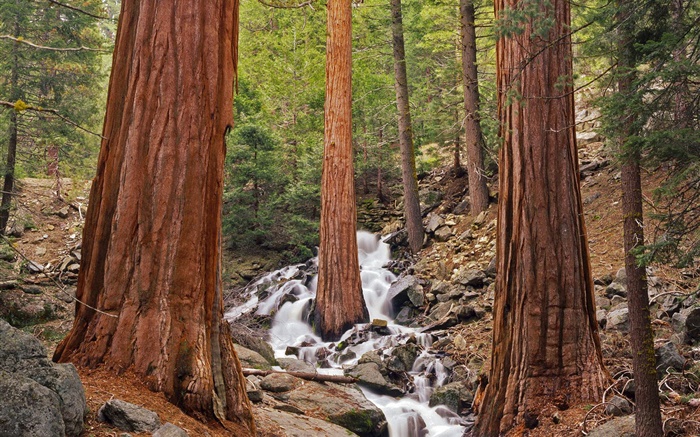 Лес, деревья, ручей, камни обои,s изображение