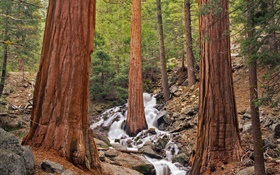 Лес, деревья, ручей, камни HD обои