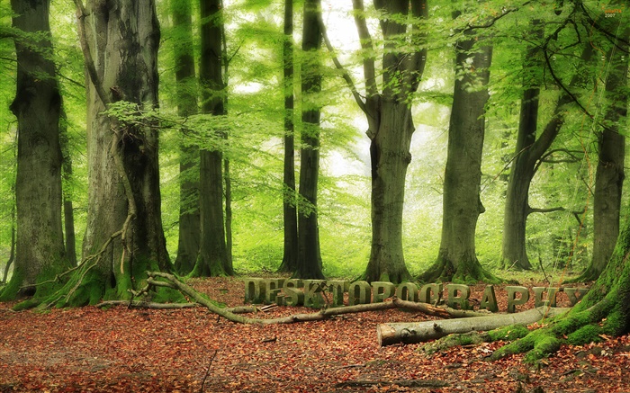 Лес, деревья, зеленый, Desktopography дизайн обои,s изображение