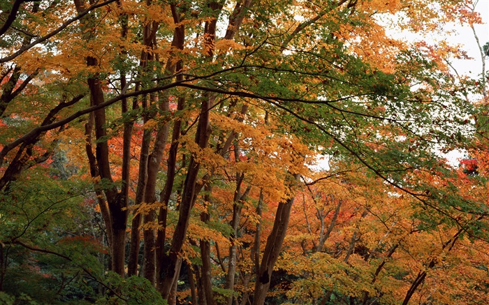 Лес, деревья осенью, желтые листья обои,s изображение