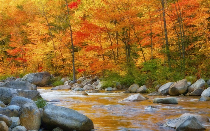 Лес, деревья, красные листья, река, камни, осень обои,s изображение