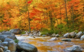 Лес, деревья, красные листья, река, камни, осень HD обои
