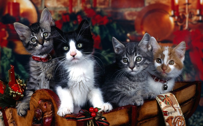 Четыре котята, Рождество обои,s изображение