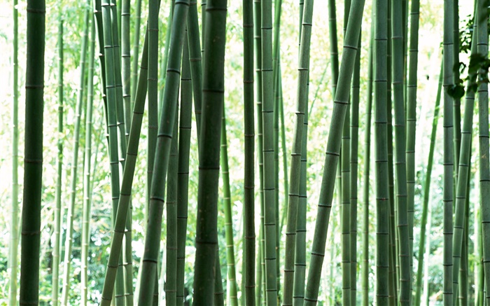 Свежий зеленый бамбуковый лес обои,s изображение