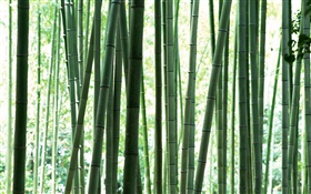 Свежий зеленый бамбуковый лес HD обои